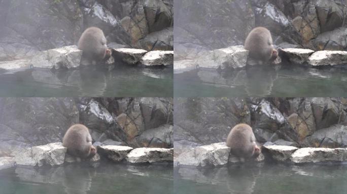 日本地高谷猴园温泉旁坐着一只毛茸茸的日本猕猴的后视图