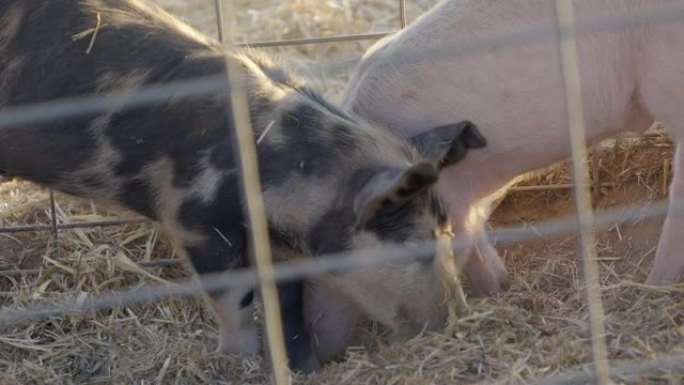 白天，猪 (Sus domesticus) 将鼻子粘在笼子里的干草中
