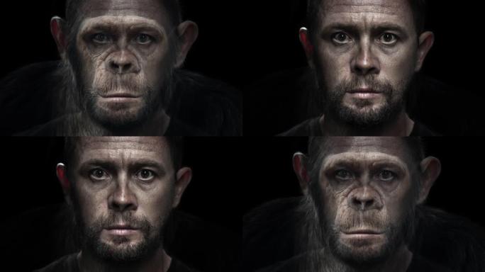 肖像变形。人变成猴子。成年高加索人 (智人) 慢慢变成黑猩猩 (Pan troglodytes)