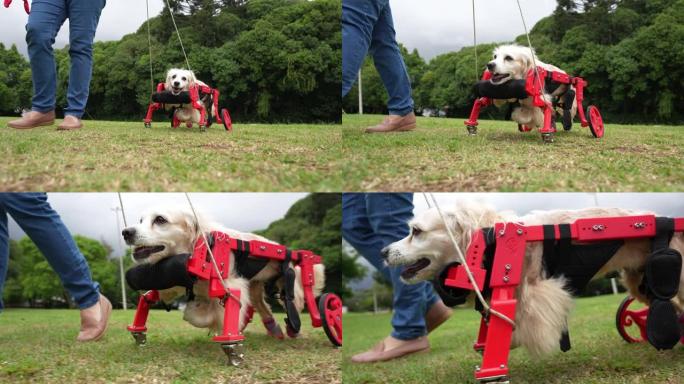 四肢瘫痪的狗带着轮椅在公园散步