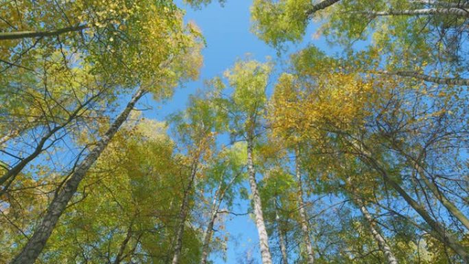晴天秋天在蓝天背景上泛黄的叶子。自然改变场景。低角度视图。
