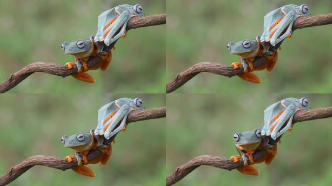 青蛙，树蛙，华莱士飞蛙，印度尼西亚