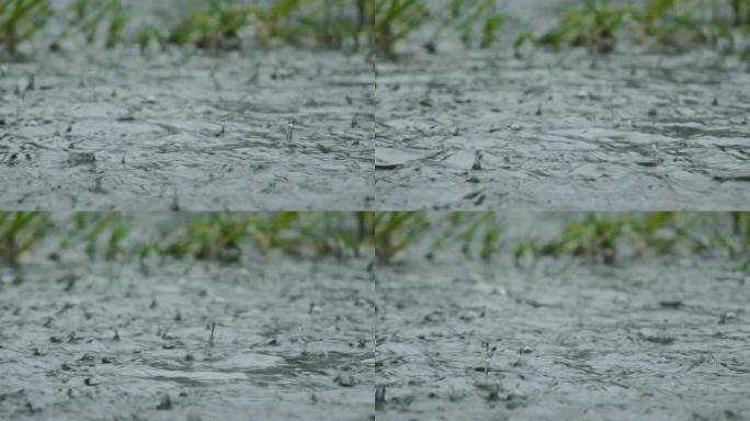 落在草地上的雨水飞溅不会完全吸收并形成水坑