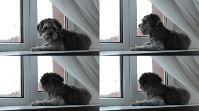 一只狗在窗台上的镜头