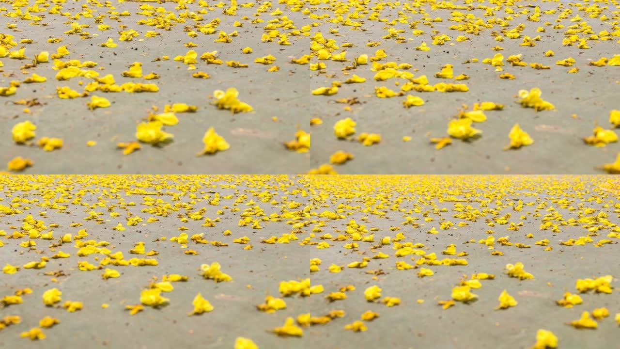 在4k拍摄的阳光下，地面上的黄色花朵叶子的特写镜头