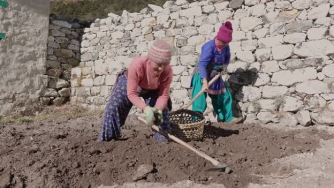尼泊尔妇女收获土豆