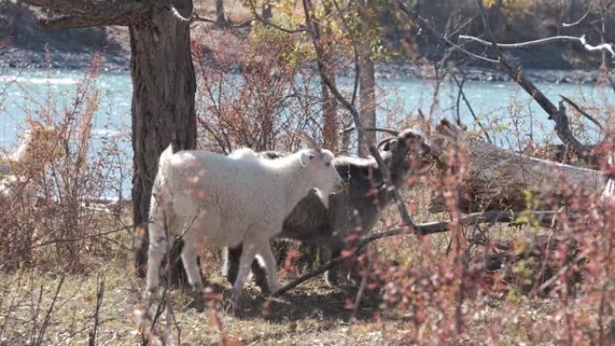 沿河沿岸放牧的家养白山羊群