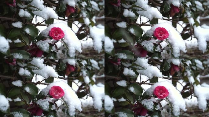 日本东京-2022年1月6日: 雪中山茶花