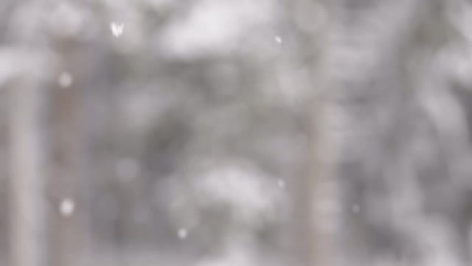 爱沙尼亚冬天从天而降的雪