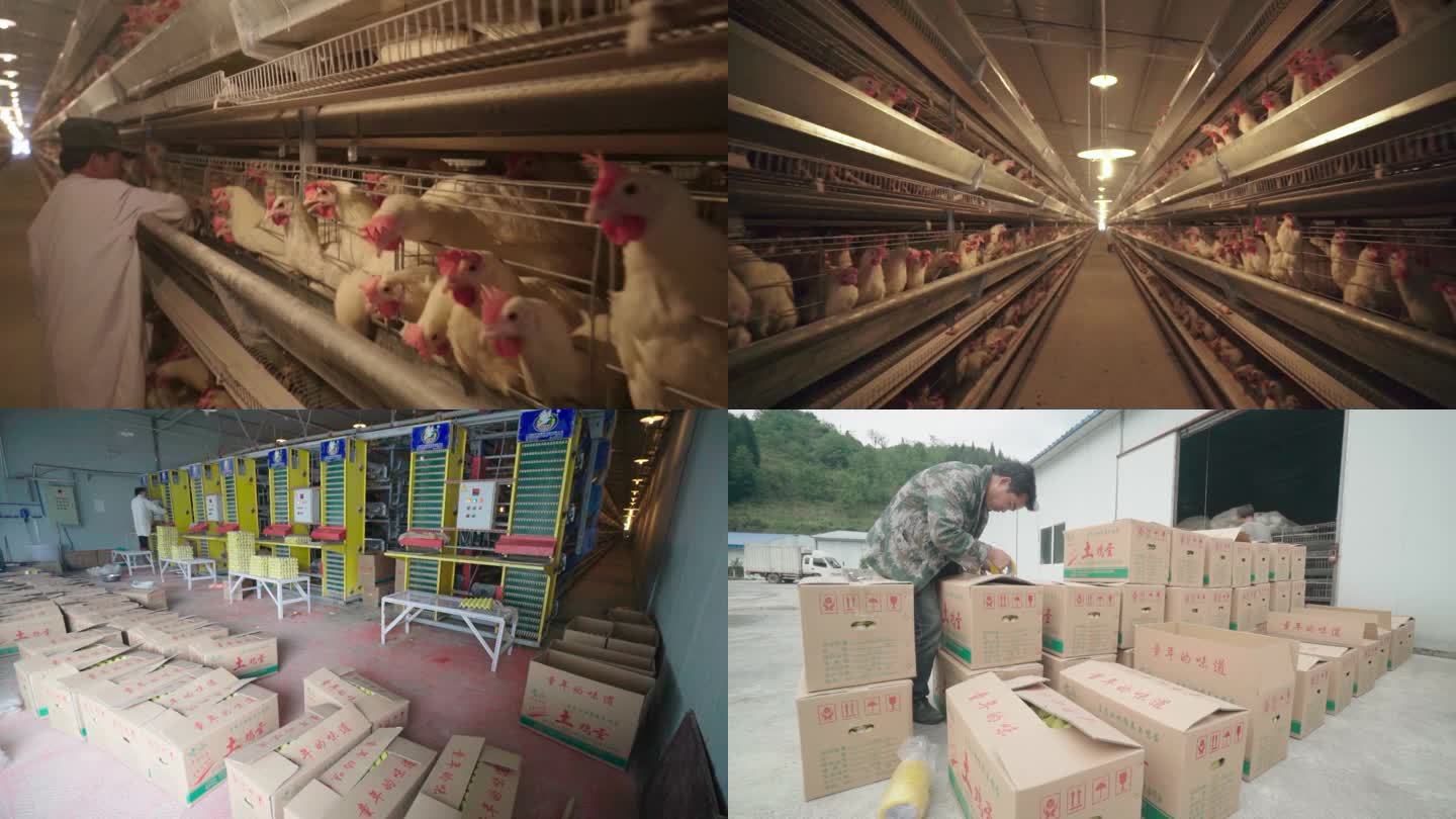 六盘山下好风光——现代化蛋鸡养殖的生动图景-宁夏新闻网