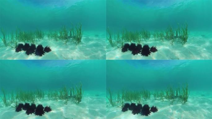 清澈水中的海胆。