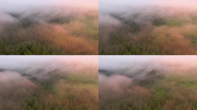 一架无人驾驶飞机飞过布满大雾的引人注目的针叶林。