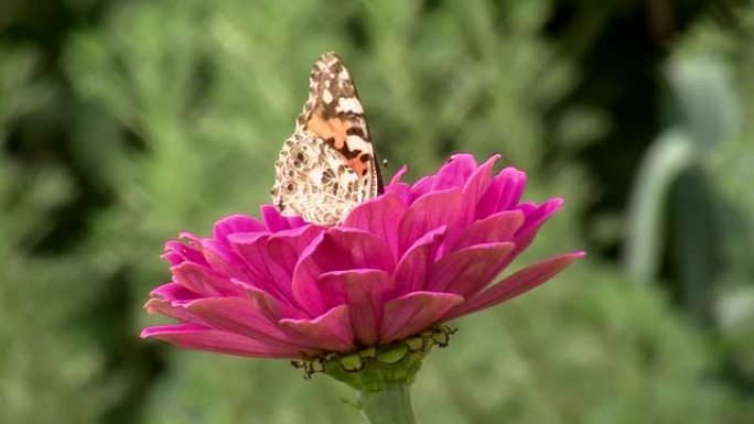 一只彩绘的蝴蝶 (Vanessa cardui) 从粉红色的花朵上飞出的停止运动
