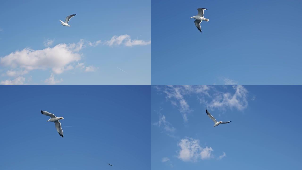 白色海鸥在城市湾飞越大海。宽翼展的鸟在晴天白天飞过。