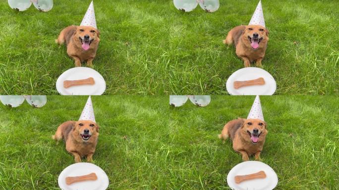 绿色草地上的生日狗，背景上的气球。
