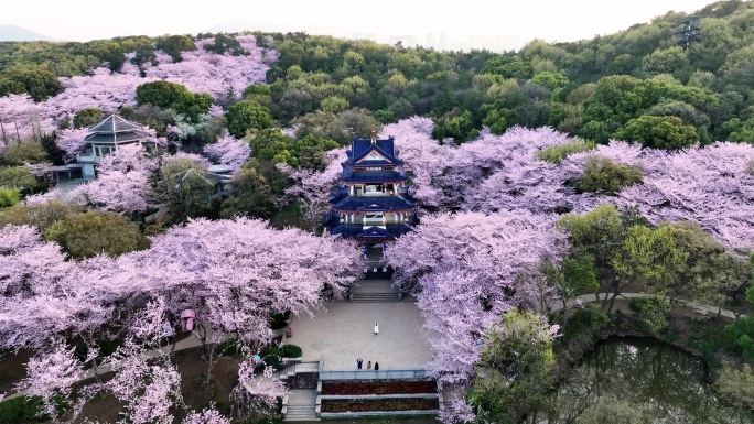 无锡鼋头渚樱花23年最新4K航拍中景