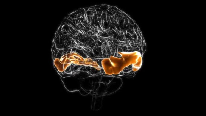 脑额中回解剖医学概念3D