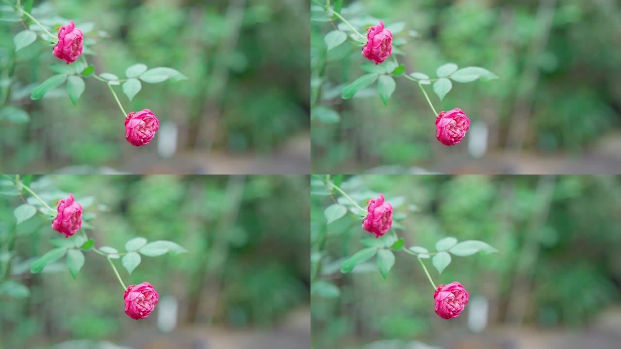 新鲜有机红色玫瑰在树上，路易·菲利普玫瑰