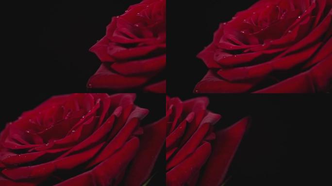 花瓣上有滴的红玫瑰在黑色背景上搅动
