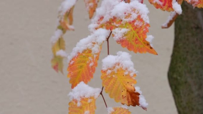 雪在东京市的树木上猛烈落下