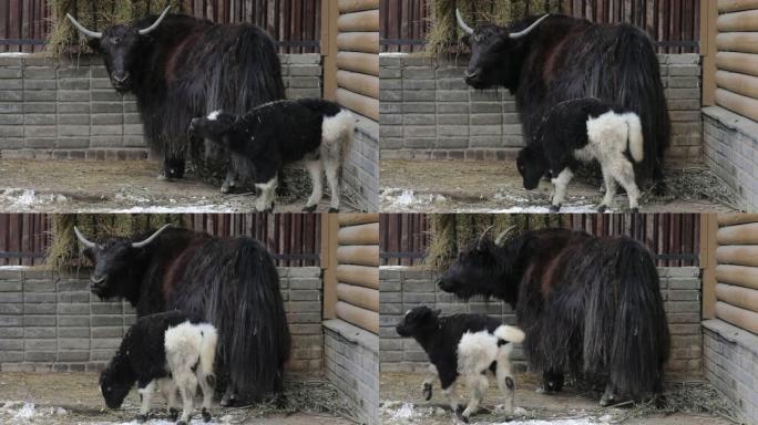成年牦牛照顾她的幼崽