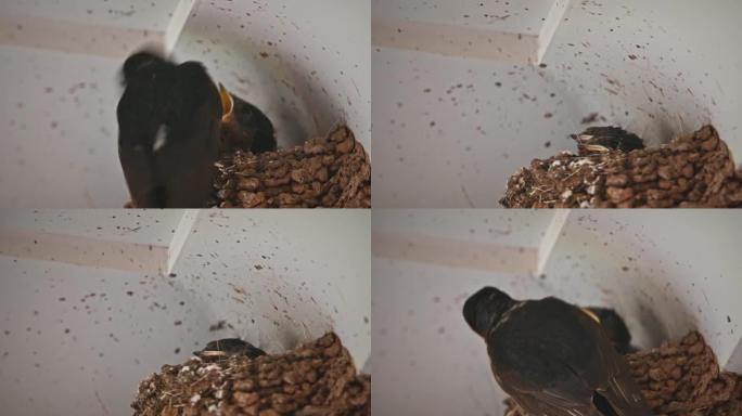 欢迎燕子孵化 (Hirundo neoxena)