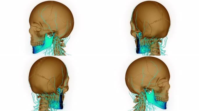 人体骨骼系统颅骨骨部分下颌骨解剖动画概念