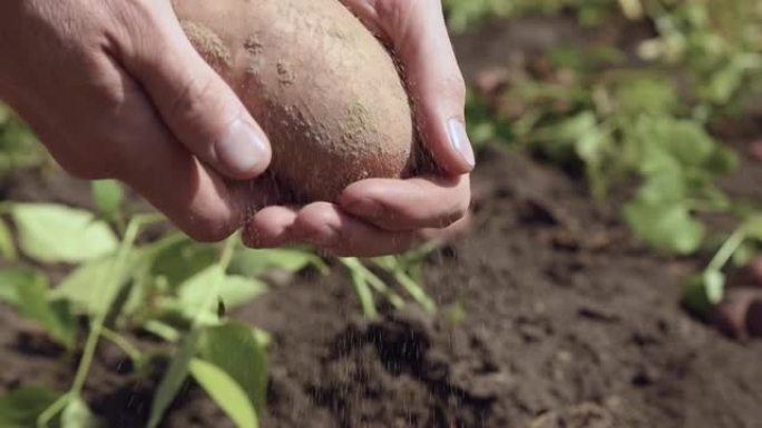 人类从土豆上甩掉干燥的土壤。