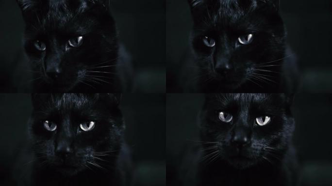 黑猫黑猫
