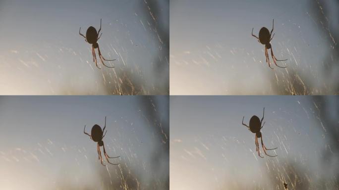 澳大利亚蜘蛛网上金色丝绸球织布蜘蛛的轮廓，蜘蛛网上的阳光