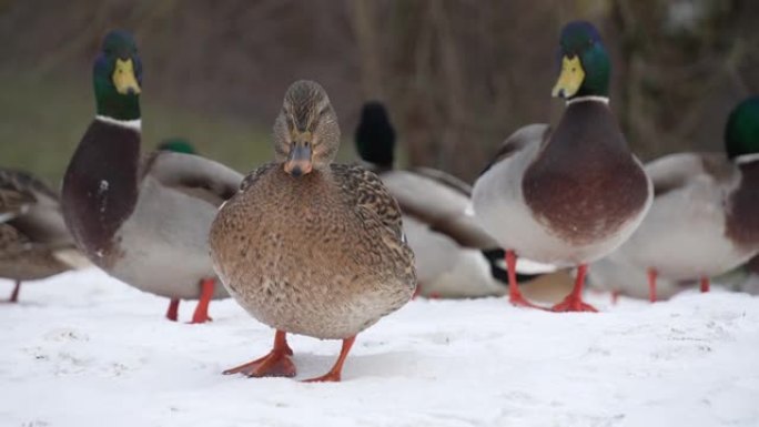 冬日，一群鸭子在公园的雪地里露天行走。