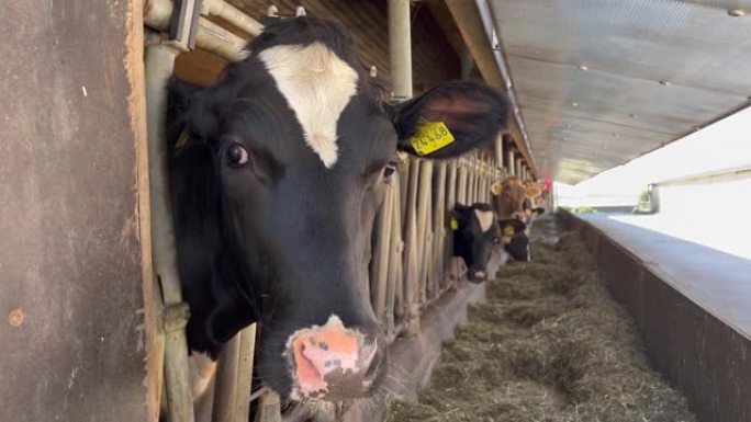 奶牛在牛棚里吃干草