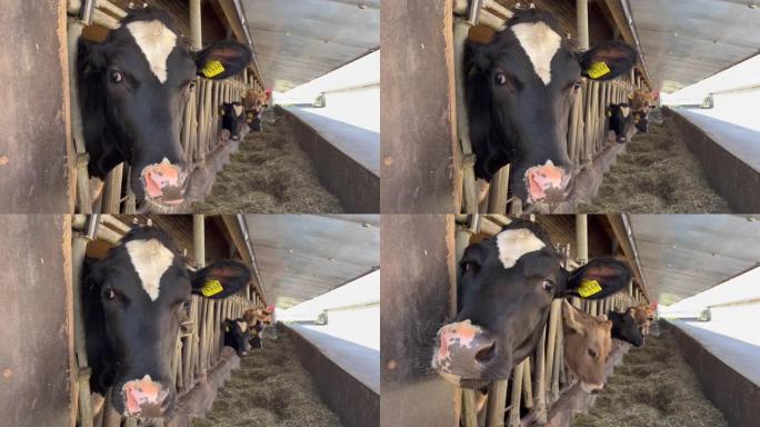 奶牛在牛棚里吃干草