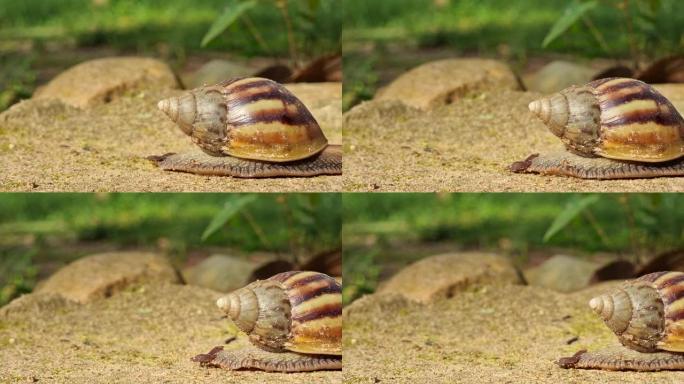 雨后，一只大蜗牛在森林里慢慢爬行。专注于选定的点。