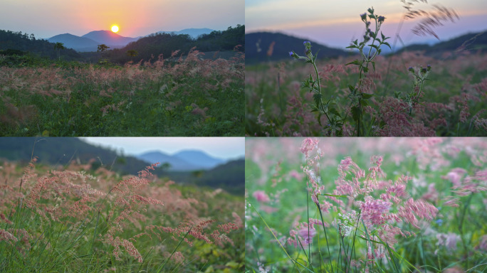 日落逆光花草 大山 风吹晃动