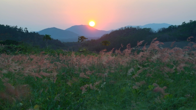 日落逆光花草 大山 风吹晃动