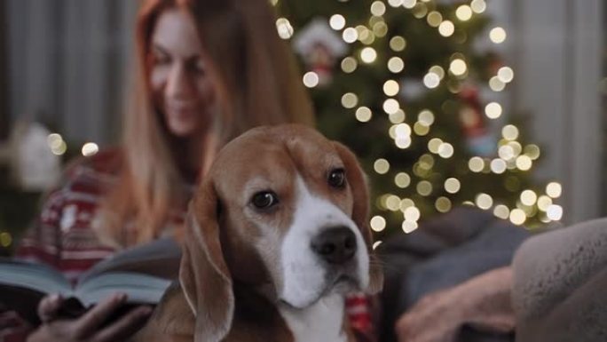 圣诞气氛。一棵圣诞树照在模糊的背景上。相机放大到一只被美女抚摸的狗，她正在看书。