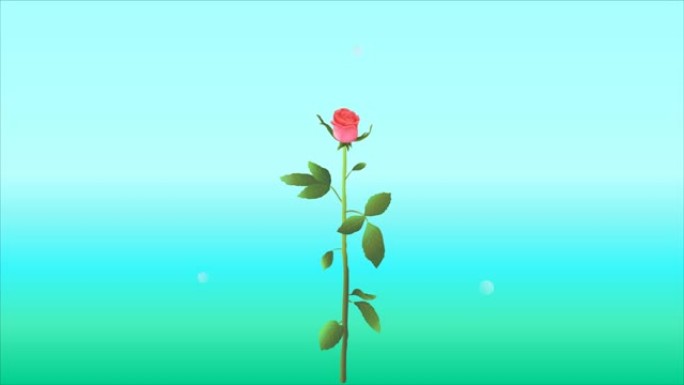 玫瑰是珊瑚或淡粉色，长茎和几片叶子在蓝绿色背景上，有亮点。视频动画。带有绘制插图的视频。