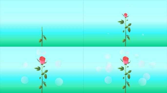 玫瑰是珊瑚或淡粉色，长茎和几片叶子在蓝绿色背景上，有亮点。视频动画。带有绘制插图的视频。