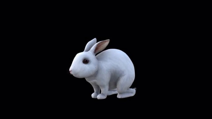 大白兔吃正面侧视
