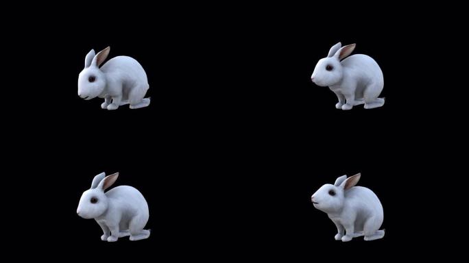 大白兔吃正面侧视