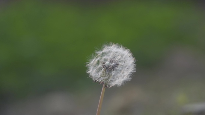 蒲公英种子飞舞播撒希望的种子许愿微风吹过