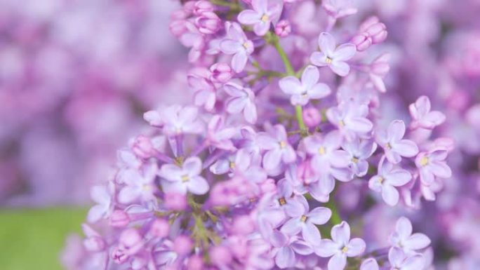 紫丁香紫花树。美丽芬芳的小花打开。花枝或开花的丁香。机架聚焦。
