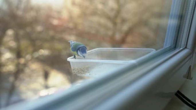 在阳光明媚的秋天，窗外的山雀从塑料喂食器中吃燕麦片和其他谷物。窗户附近美丽的小山雀在寒冷的季节以树木