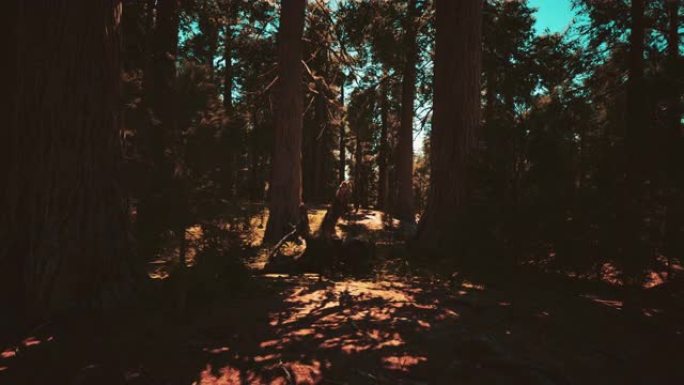 位于红杉国家公园的巨大红杉