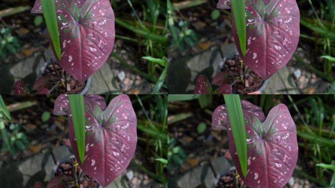 Caladium双色热带装饰粉色深红色紫色心形植物