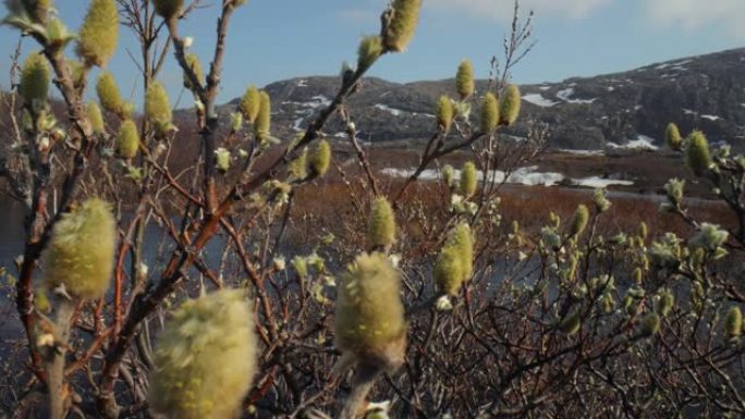 北极苔原。北极矮极柳 (Salix polaris)，即矮柳，主要发现于北极地区的苔原。