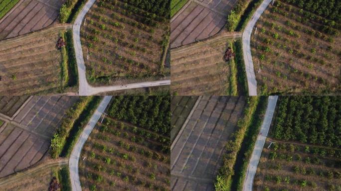 在晴朗的日子里，一条穿过农业区的道路的鸟瞰图，道路两边都有田野和庄稼。俯视图在早晨的乡村道路上俯视。