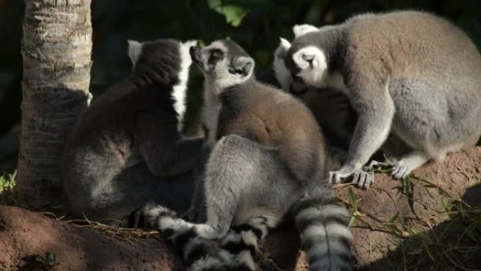 环尾狐猴群-lemur catta