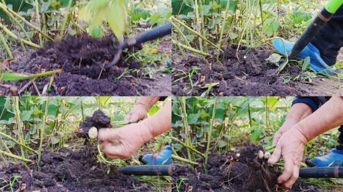 农民挖了菊芋或土梨。